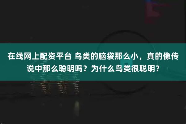 在线网上配资平台 鸟类的脑袋那么小，真的像传说中那么聪明吗？为什么鸟类很聪明？